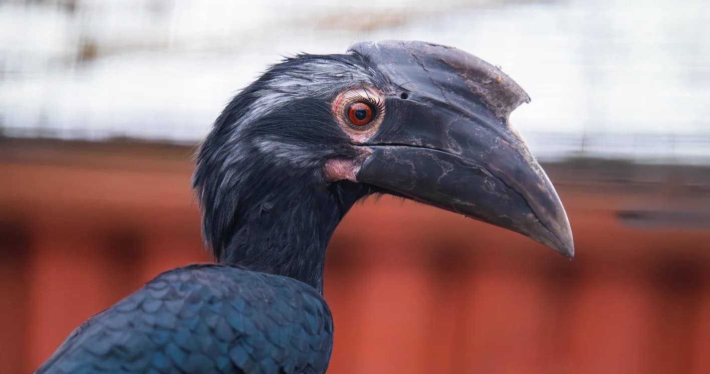 New Arrivals: Meet Our Black Hornbills!