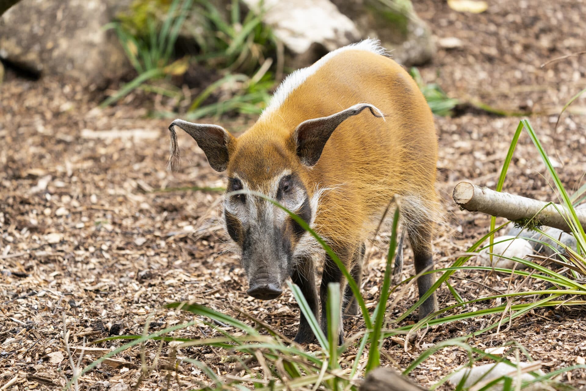 You may have noticed a few changes around the zoo