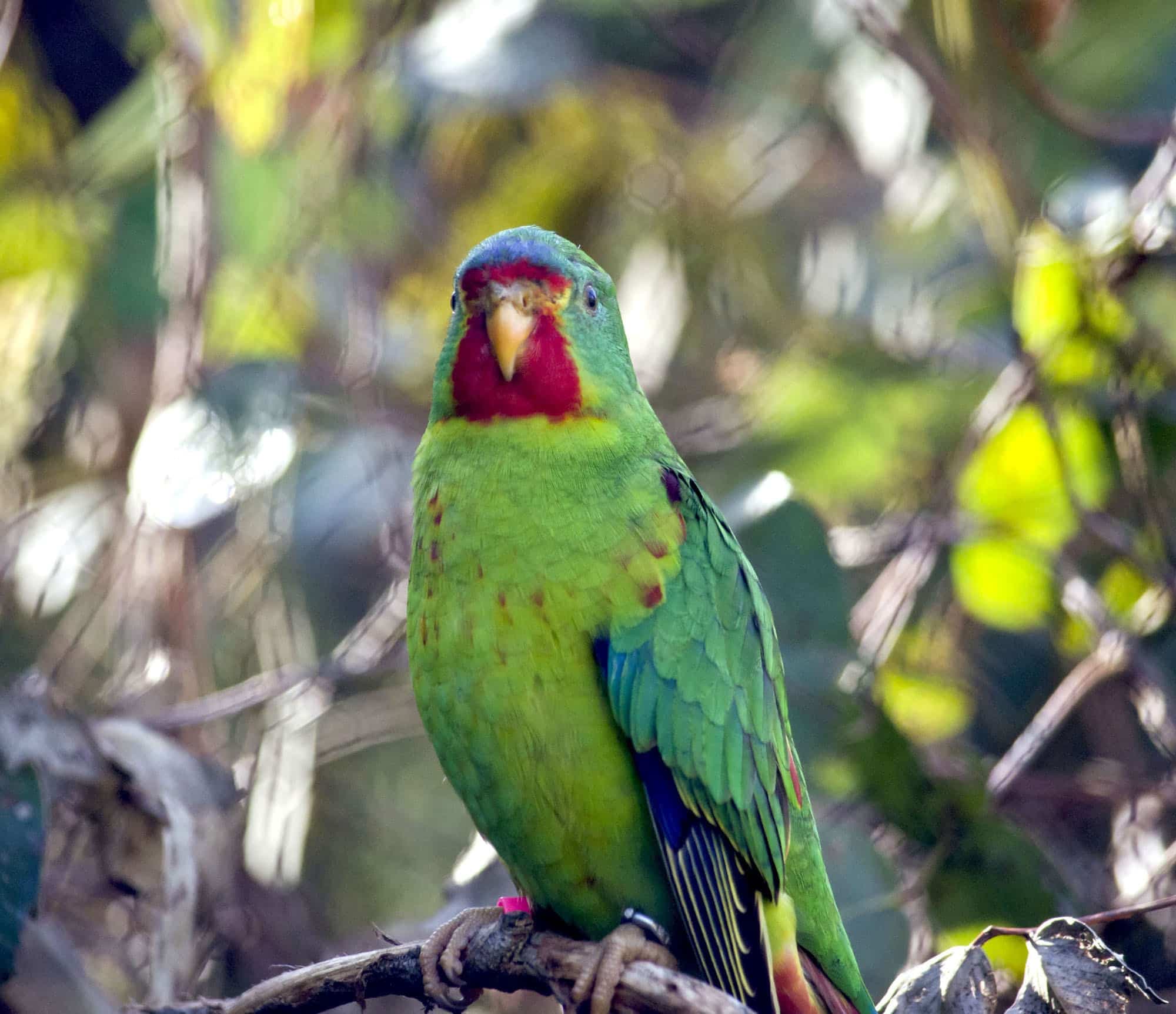 Swift Parrots